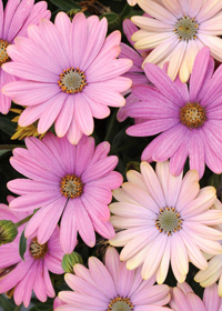 Osteospermum Serenity 'Pink Magic'